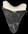 Serrated Megalodon Tooth - Bone Valley, Florida #48679-1